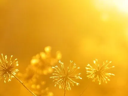 The Dopamine Hit: Your Natural Mood Boost