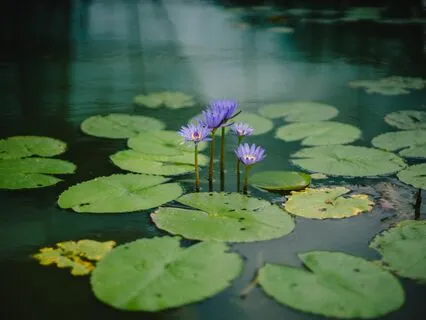 The Dragon's Song: A Zen Teaching Part 1