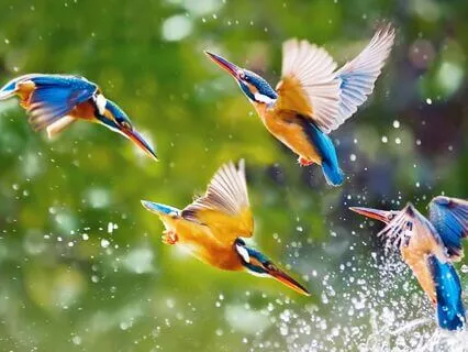 The Dream Fisher | Surrealist Sleep Story