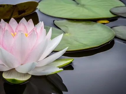 The Dual And The Non Dual