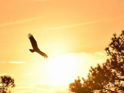 The Eagle And The Condor: A Prophecy Of Balance