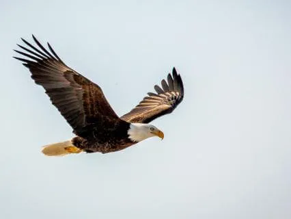 The Eagle Of Love - Uplifting, Inspirational, Feel Good