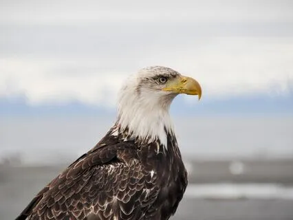 The Eagle Tarot Reading