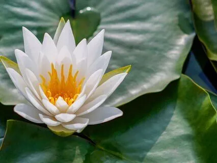 The Ego Is A Choice - Not A Power