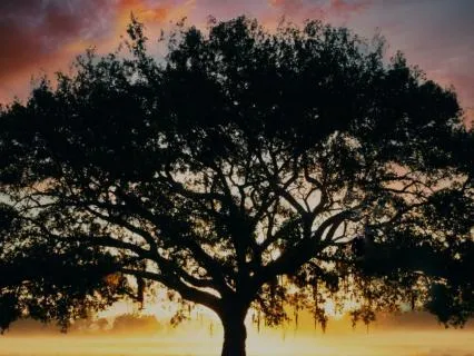 The Element Tree: Tea Meditation For A Nervous System Reset