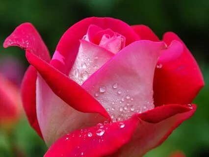 The Elements That You Are: Radiance Sutras Verse 24