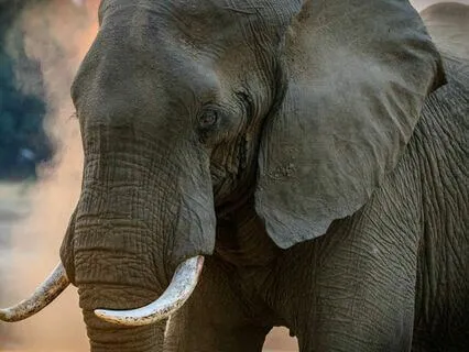 The Elephant In The Zazen Room