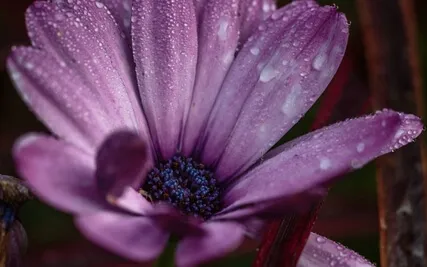 The Eleventh House Meditation