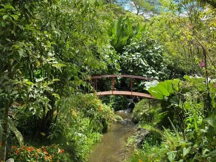 The Emerald Canopy - A Sleep Story