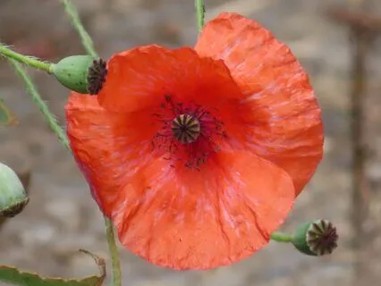 The Empath Manifesto