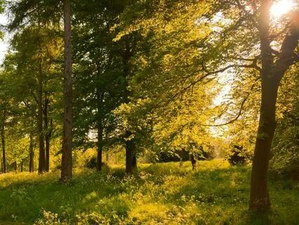 The Enchanted Discovery (Meditation Bedtime Story)