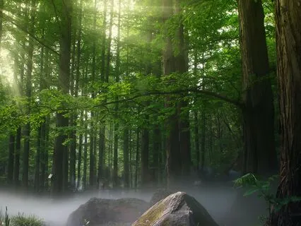 The Enchanted Forest 528Hz Solfeggio Frequency