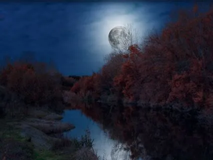 The Enchanted Forest: A Journey Into Deep Sleep