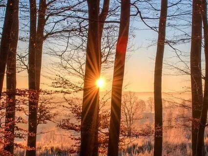 The Enchanted Forest (Meditation)