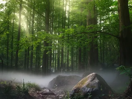 The Enchanted Forest Of Lily Dale: A Guided Sleep Story & Meditation