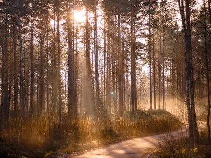 The Enchanted Forest Sleep Meditation