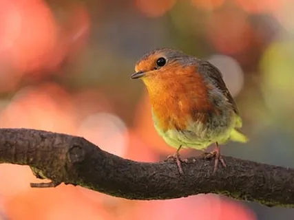 The Enchanted Forest