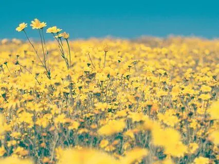 The Endless Field: Resting In Deep Awareness With Yoga Nidra