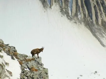 The Energy Of Capricorn - Active Imagination