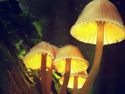 The Entangled Kingdom | Medieval Fantasy Sleep Story