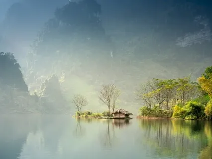 The Forest Cathedral