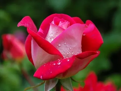 The Eternal One In Every Heart: Radiance Sutras Verse 101