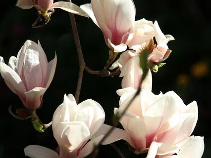 The Evening Garden: An Enchanting Sleepy Escape