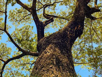 The Expanding Box Breathwork Technique