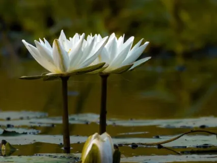 The Experience Of Sākshī Meditation