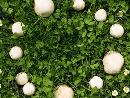 The Fae Market | Dark Fairytale Sleep Story