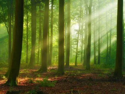 "The Faerie Portal" Guided Sleep Meditation Story