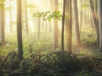 The Fairy & The Forest Spirit - Fall Asleep With Ease