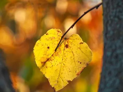 The Falling Leaf: A Short Calming Mindfulness Meditation
