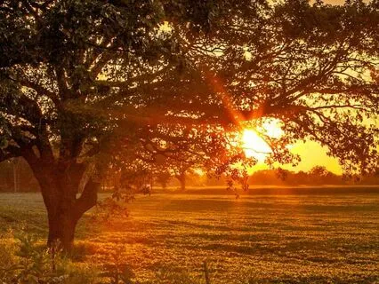 The Farmer's Time-Travelling Reverie: Bedtime Story