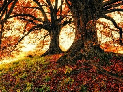 The Fatalist Part Transmutation