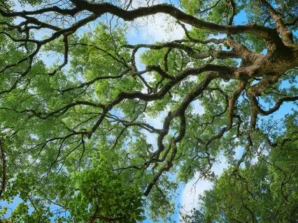 The Father Archetype - Active Imagination