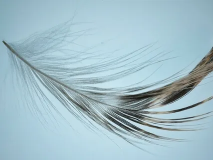 The Feather & The Dog