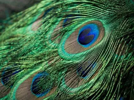 The Feather Cottage: An Immersive Fairy Tale For Sleep