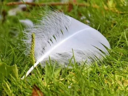 The Feather On The Wind: Gentle Story Of Trust & Letting Go