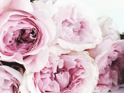 The Feminine Pause: From Stress To Softness With Flowers