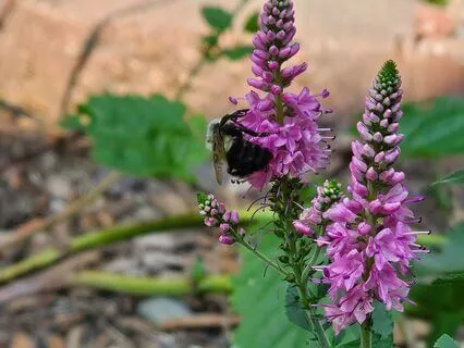 The Fence At Sunrise