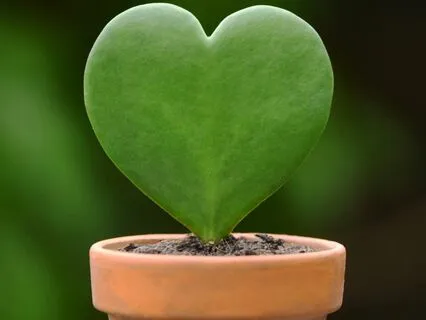 The Fertile Soil Of Your Thirsty Heart Poem