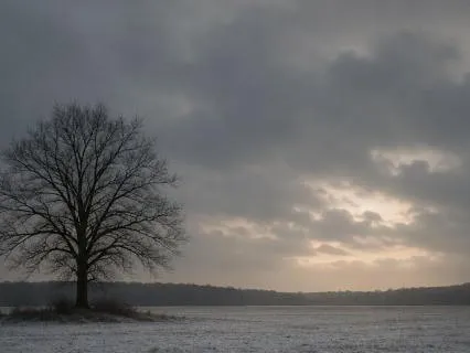 The Field In Winter: When Rest Looks Like Nothing