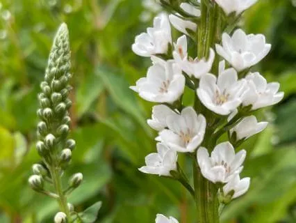 The Field Of Enough: An Abundance Meditation