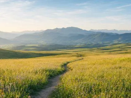 The Field Of Freedom