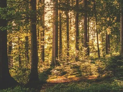 The Fierce Healer Within: Tasmanian Devil Journey