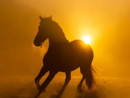 The Fire Horse: A Full Embodiment Meditation