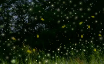 The Firefly Dance At The Lake Chalet Sleep Story