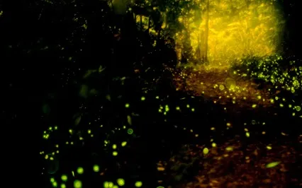 The Firefly Meditation