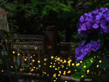 The Firefly Path: Deep Sleep And Relaxation